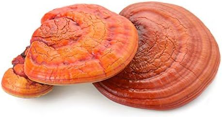 No. 8 - Reishi Mushroom Grow Kit - 3