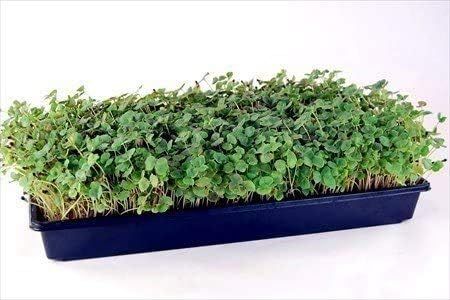 No. 9 - Living Whole Foods 10 Plant Growing Trays - 5