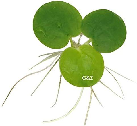 No. 9 - G'z Amazon Frogbit Live Aquarium Plants - 1