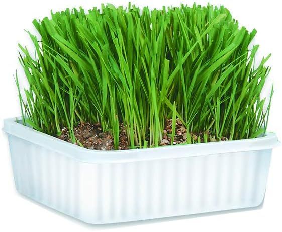 No. 5 - Miracle Care Cat Grass - 2