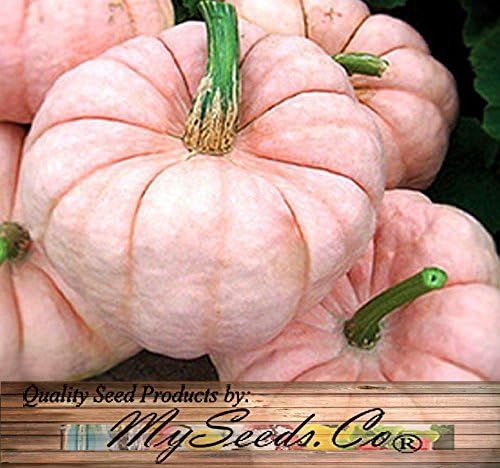 No. 8 - MySeeds.Co - BIG PACK Seeds - 5