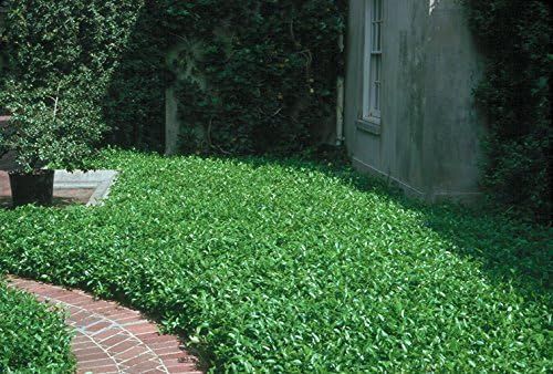 No. 9 - Asiatic Jasmine Minima Groundcover - 5