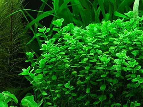 No. 3 - AquaLeaf Aquatics Moneywort - 2