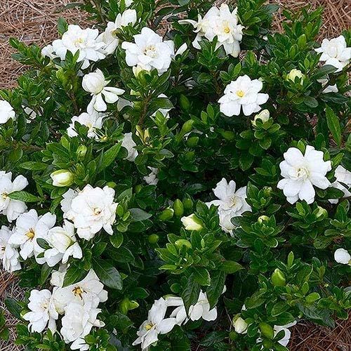 No. 5 - Shrub Gardenia Frostproof - 3