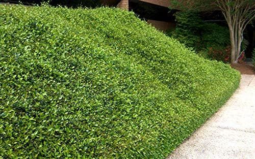 No. 9 - Asiatic Jasmine Minima Groundcover - 1