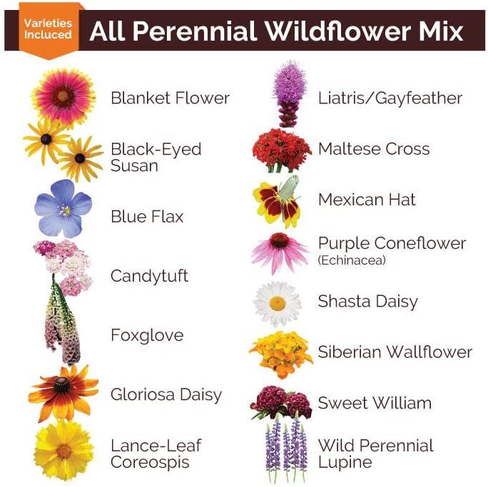 No. 6 - Eden Brothers All Perennial Wildflower Mixed Seeds - 2