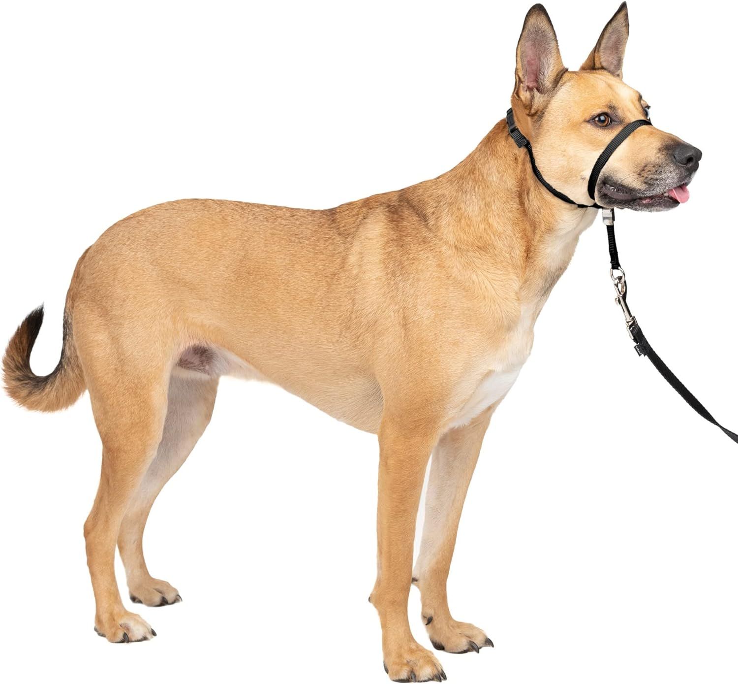 10 Best Dog Head Collars for Leash Training in 2021