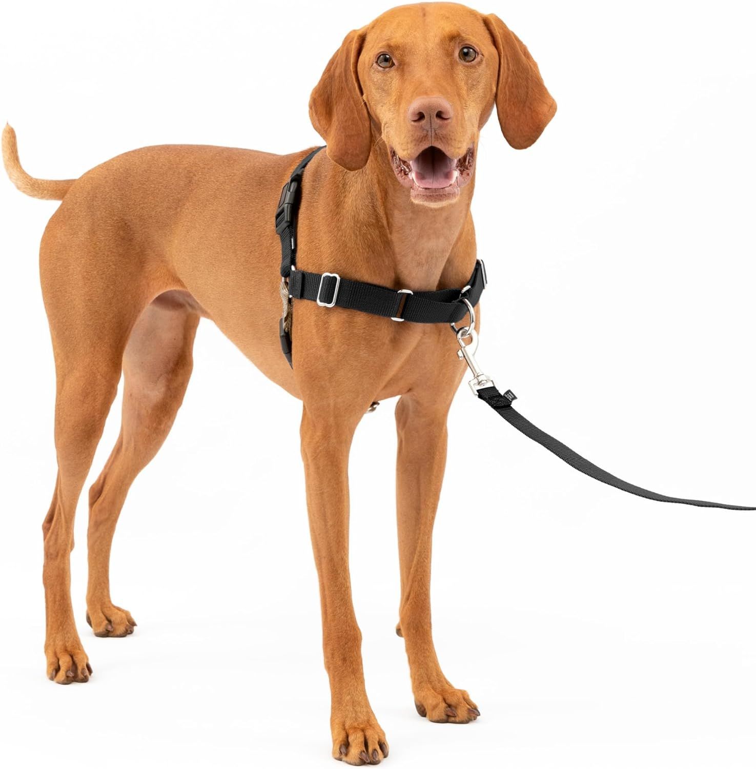 Top 10 Dog Harnesses for Comfortable and Controlled Walking