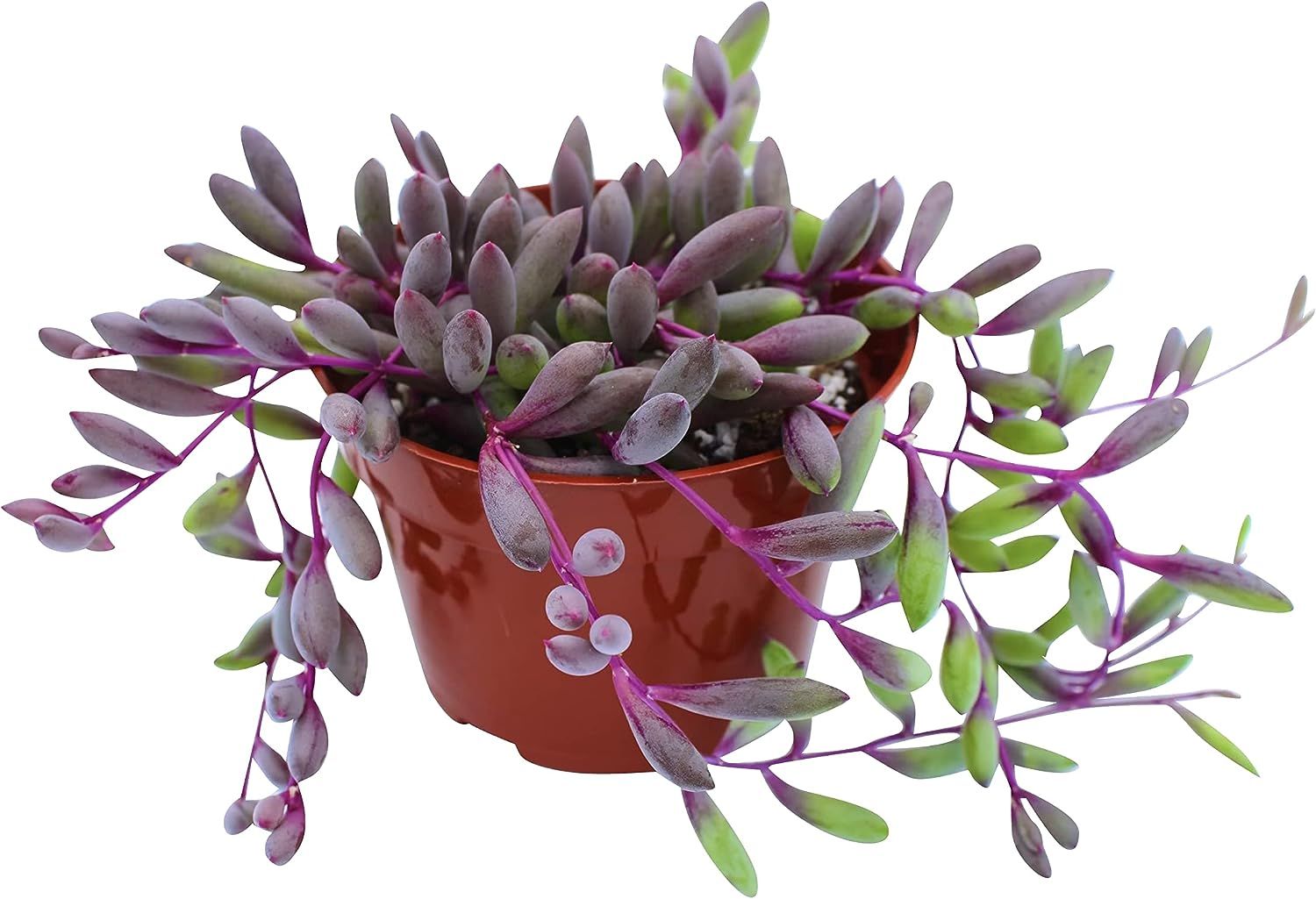 Top 10 Best Succulent Plants for Home Decor