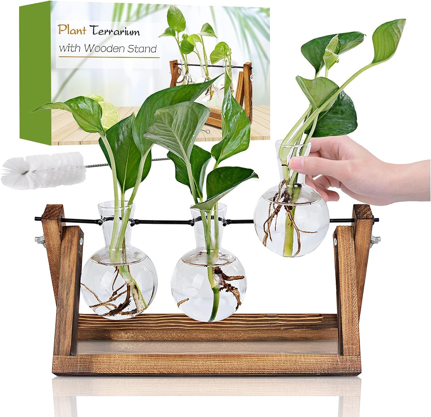 Top 10 Terrariums and Plant Propagation Stations for Stylish Home Decor