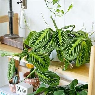 No. 4 - Lemon Lime Prayer Plant - 2