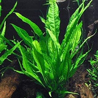 No. 6 - Live Aquarium Plants - 4