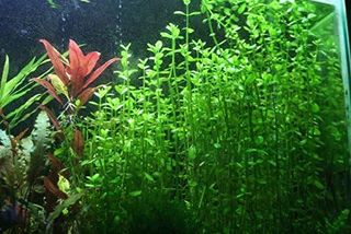 No. 3 - AquaLeaf Aquatics Moneywort - 3