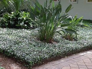 No. 9 - Asiatic Jasmine Minima Groundcover - 3