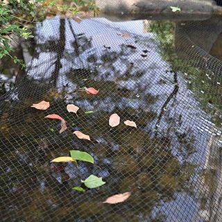 No. 8 - Rainleaf Pond Netting - 4