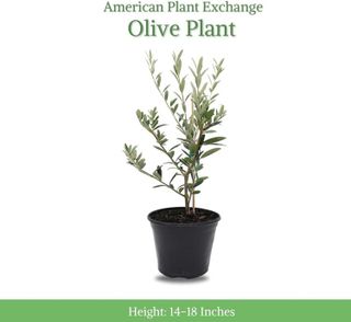 No. 10 - American Plant Exchange Arbequina Olive Tree - 2