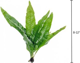 No. 1 - SubstrateSource Java Fern Live Aquarium Plants - 2