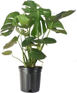 No. 9 - Monstera Deliciosa Plant - 1