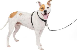 Top 10 Dog Harnesses for Comfortable and Controlled Walking- 4