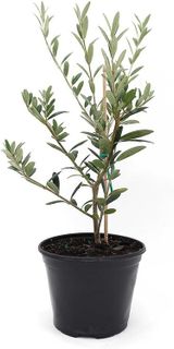 No. 10 - American Plant Exchange Arbequina Olive Tree - 1