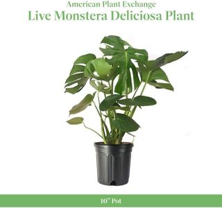 No. 9 - Monstera Deliciosa Plant - 2