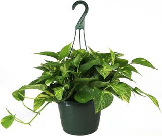 No. 4 - American Plant Exchange Live Golden Pothos Plant - 1