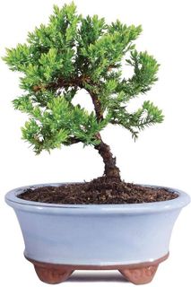 No. 3 - Brussel's Bonsai Live Green Mound Juniper Outdoor Bonsai Tree-3 Years - 1