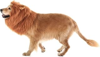 No. 1 - TOMSENN Dog Lion Mane Costume - 5