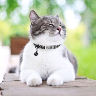 No. 7 - TagME 2 Pack Cat Collar - 2