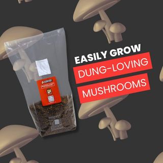 No. 3 - Mushroom Grow Bag - 2