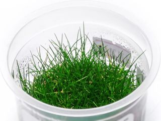 No. 8 - SubstrateSource Dwarf Hairgrass - 5