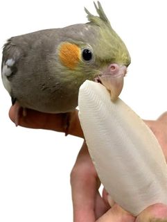 No. 1 - Birds LOVE Natural Cuttlebone - 3