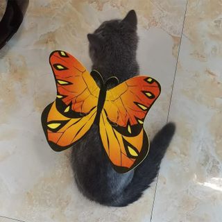 No. 9 - Cat Dog Butterfly Costume Wings - 2