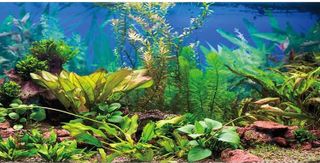 Top 10 Best Aquarium Decor Backgrounds- 4