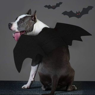 No. 5 - Rypet Dog Bat Costume - 5