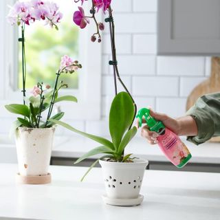 No. 8 - Miracle-Gro Ready-To-Use Orchid Plant Food Mist - 4