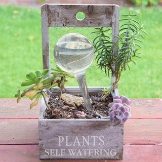 No. 10 - Plant Self Watering Stakes - 4