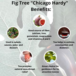 No. 7 - Fig Chicago Hardy - 5