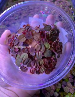 No. 5 - Red Root Floaters - 2