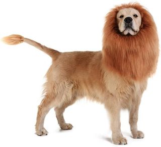 No. 1 - TOMSENN Dog Lion Mane Costume - 4