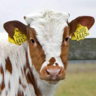 No. 6 - Cattle Ear Tags - 5