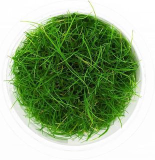 No. 8 - SubstrateSource Dwarf Hairgrass - 1