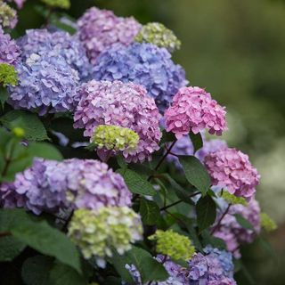 No. 10 - Bloomstruck Hydrangea - 3