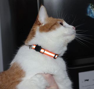 No. 1 - Bemix Pets Cat Collar Charms - 2