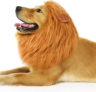 No. 8 - Dog Lion Mane Costume - 4
