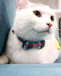 No. 10 - Joytale Upgraded Breakaway Cat Collar with Bow Tie and Bell - 2