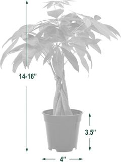 No. 5 - Money Tree Live Indoor Plant - 4