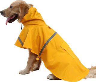 10 Best Dog Raincoats for Keeping Your Pet Dry- 3