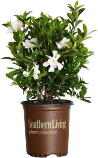 No. 2 - Jubilation Gardenia Shrub - 1