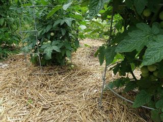 No. 8 - Double F Farms Premium Organic Wheat Straw Mulch - 3